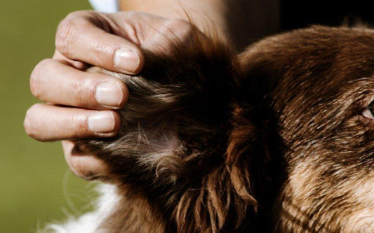 Comment nettoyer les oreilles d'un chien ? - Txaku