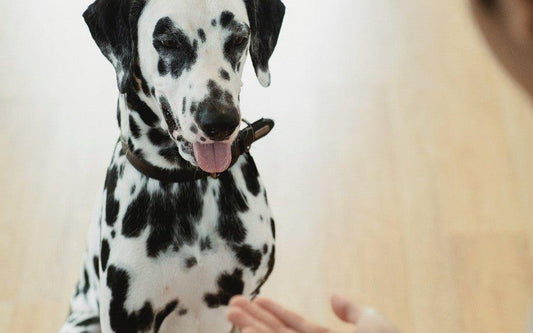 Education positive du chien : la friandise et le jeu comme alliés - Txaku