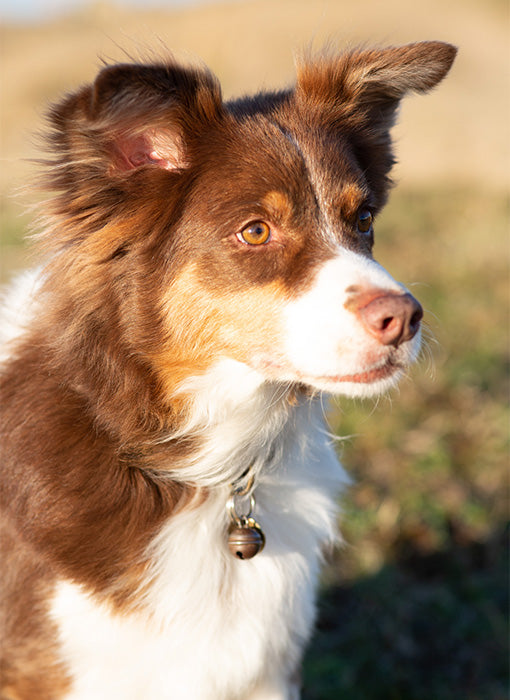 Galak égérie de la maison txaku - biscuit friandise chien
