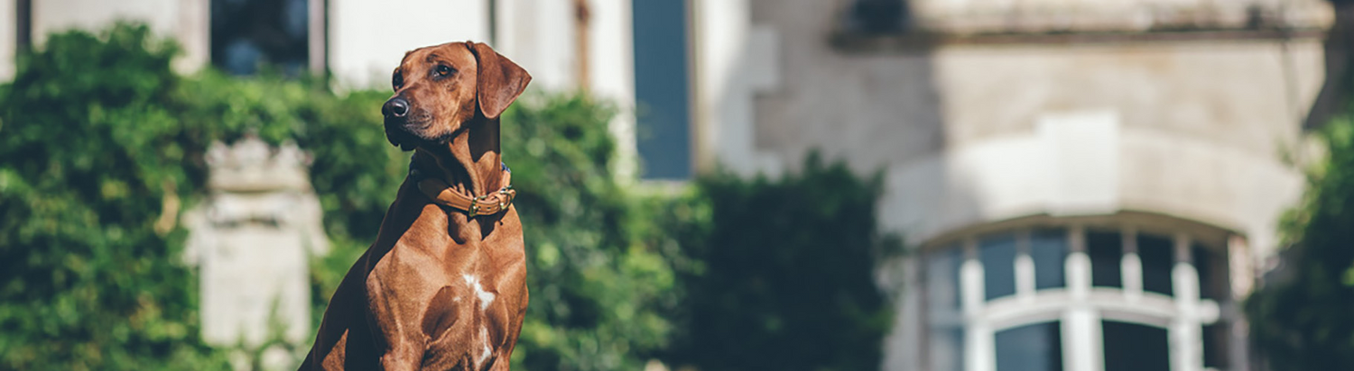 Chien dans la nature Rodesian ridgeback biscuit friandise txaku