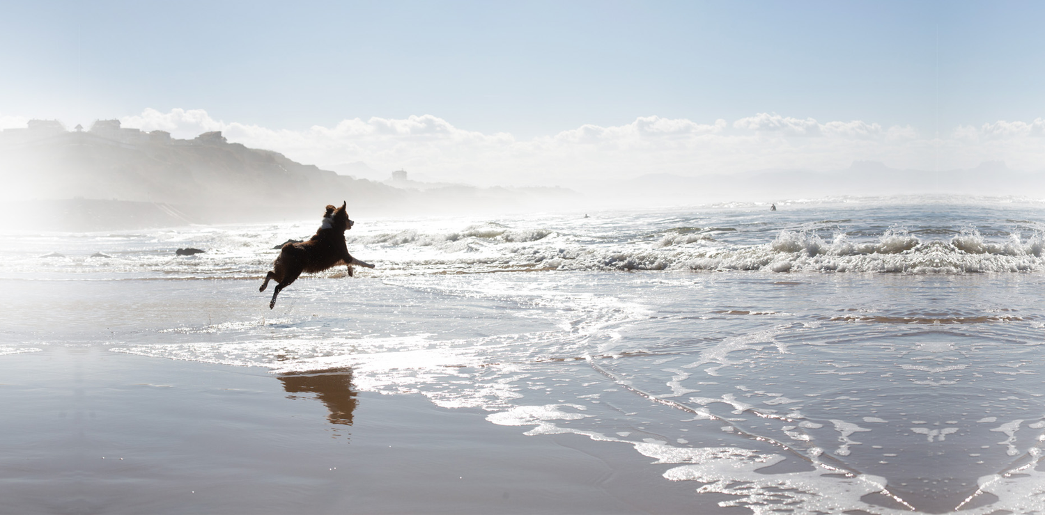 Galak berger australien courant sur la plage - biscuit friandise txaku