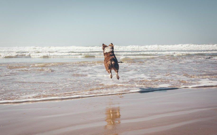 Le coup de chaleur chez le chien - Txaku