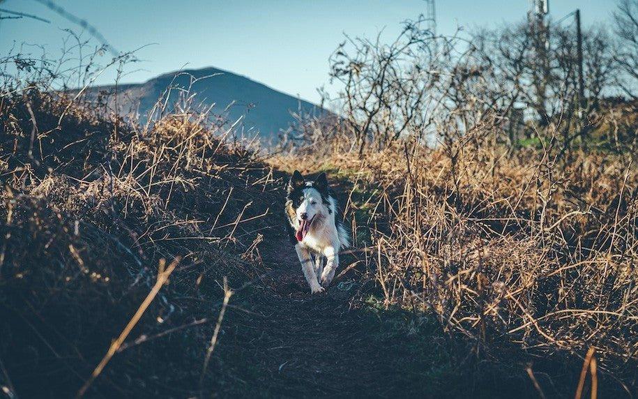 Les tiques chez le chien - Txaku