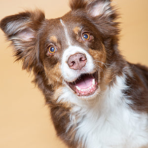 Galak berger australien égérie de la maison txaku biscuit friandise chien