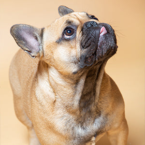 Ortense bouledogue français égérie de la maison txaku biscuit friandise chien